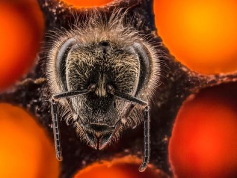 Anand Varma: The first 21 days of a bee’s life