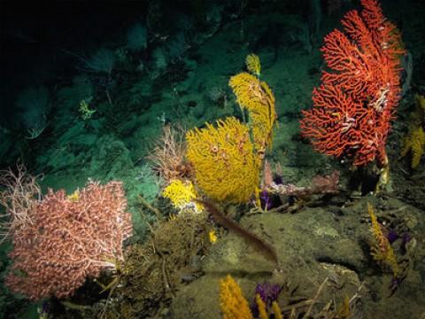 Laura Robinson: The Secrets I Find On The Mysterious Ocean Floor