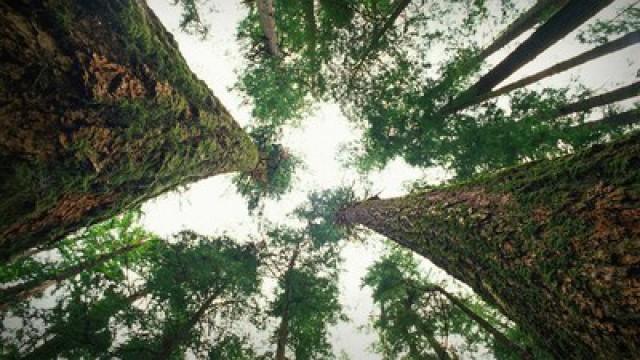 Suzanne Simard: How trees talk to each other