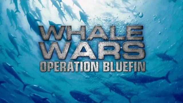 Operation Bluefin