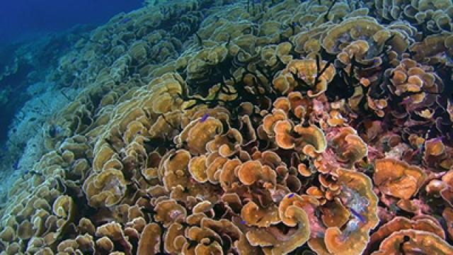 Can we save the Great Barrier Reef?