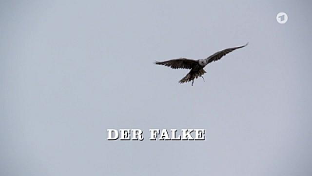 Der Falke