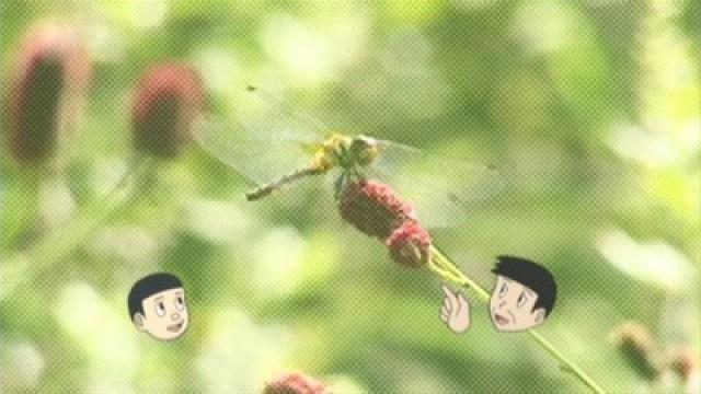 The Wonders of the Sympetrum / It's the Detective! Usami-chan
