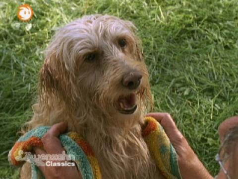 S23E03 - Peter kommt auf den Hund