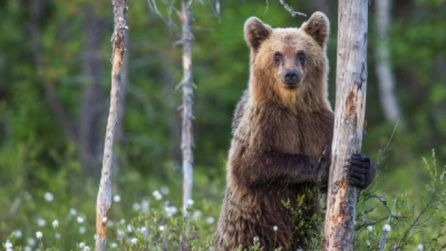 S38E07 - Bär - Alarm im Stadtwald