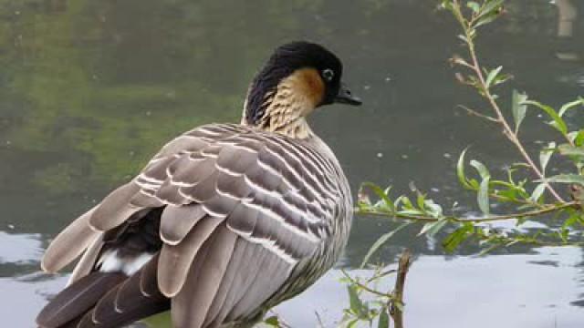 We're All Friends: Wetlands Centre