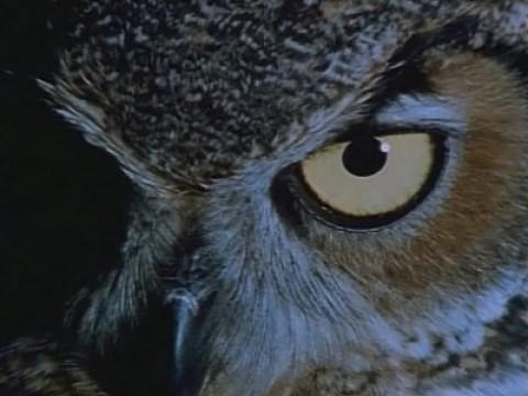 Owls: Lords of Darkness