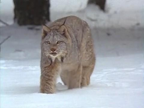 North Woods Lynx