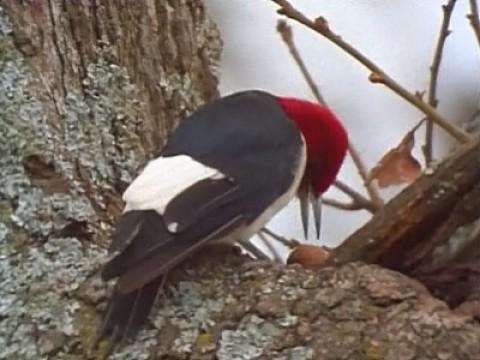 Woodpeckers: Nature's Hammerheads