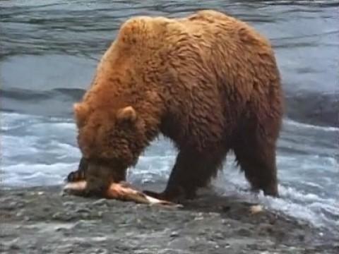 River of the Bears