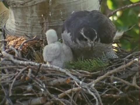 The Grouse and the Goshawk