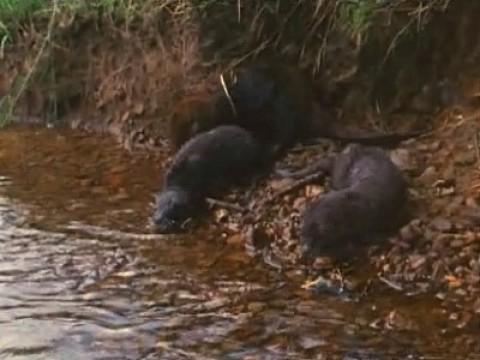 Otters of the Adirondacks