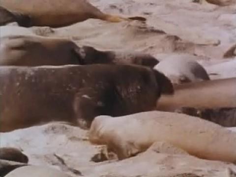 Season of the Seals