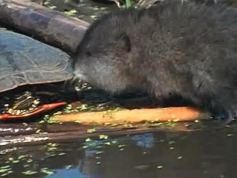 Old Man Muskrat