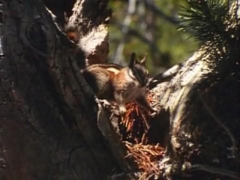 Chipmunks of Yosemite