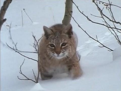 Bobcat