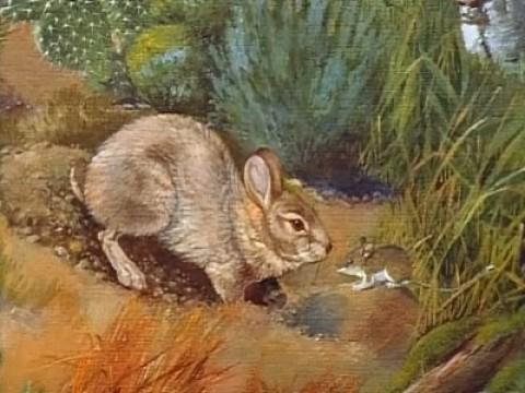 Cottontails and Kin