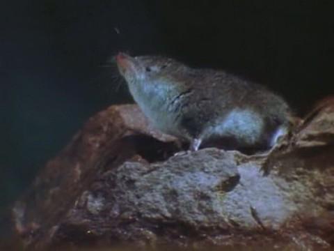 The Incredible Shrew