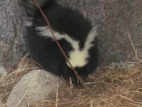 Those Smelly Skunks