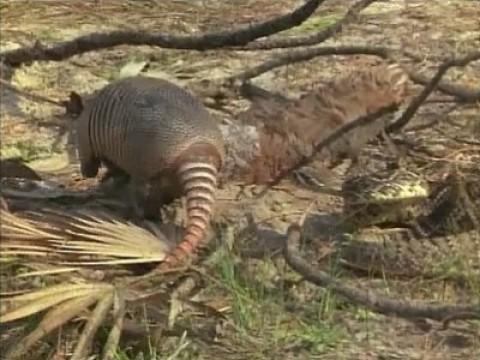 The Amazing Armadillo