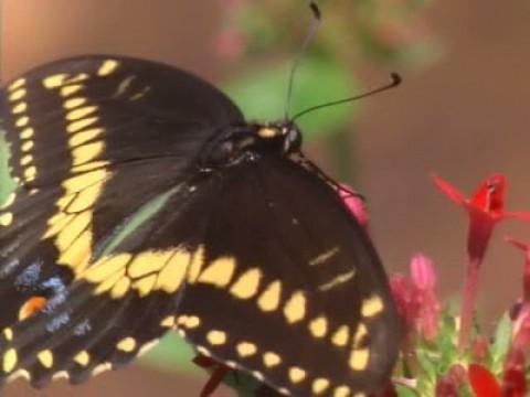 The Beauty of Butterflies