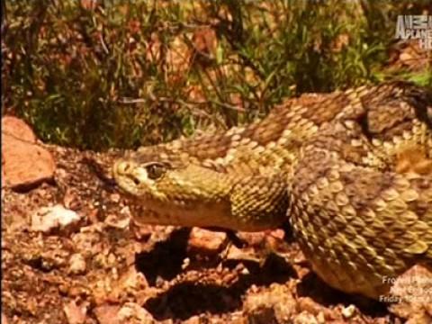 America's Deadliest Snakes