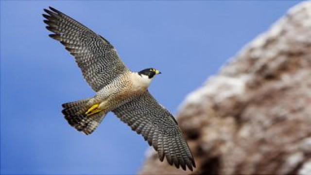 Peregrine, Nature's Top Gun