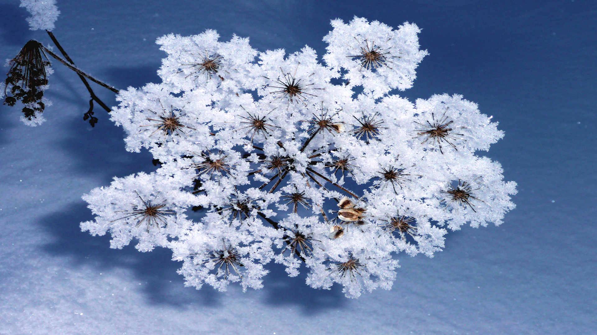 Des Fleurs sur la neige