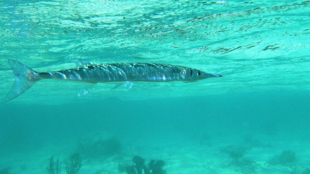The Undersea World of Jacques Cousteau