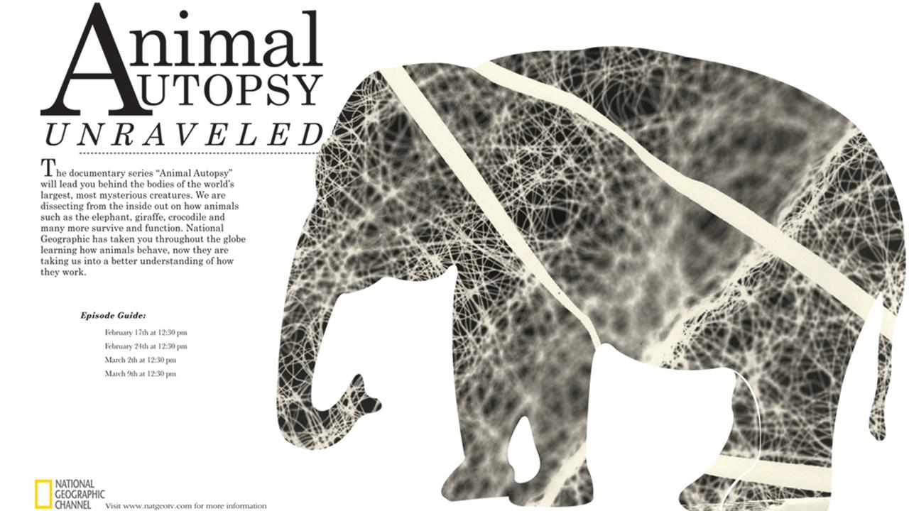 Animal Autopsy