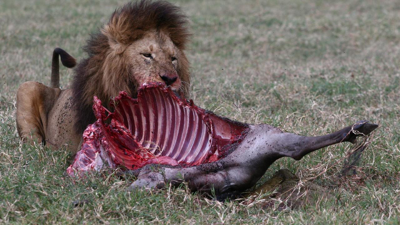 Planet Carnivore