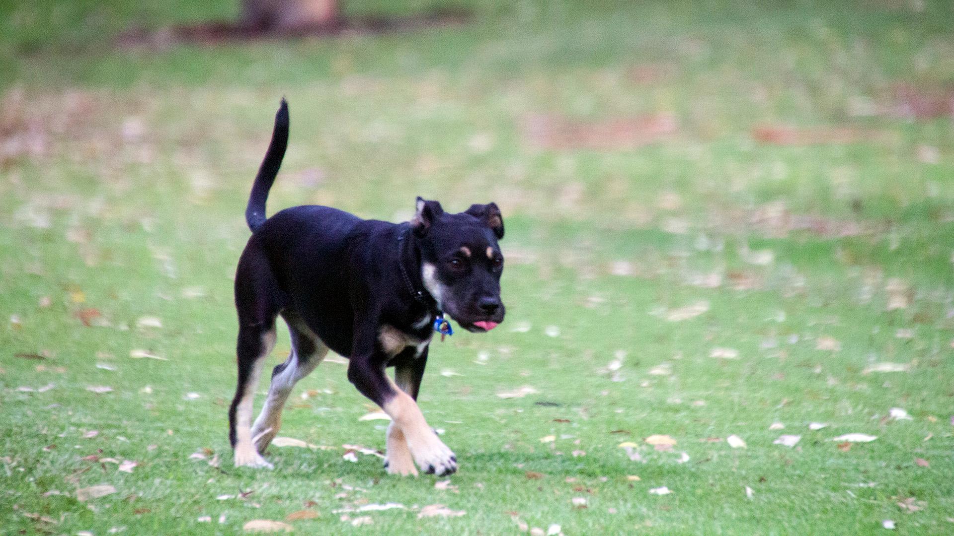 The Secret Life of Dogs