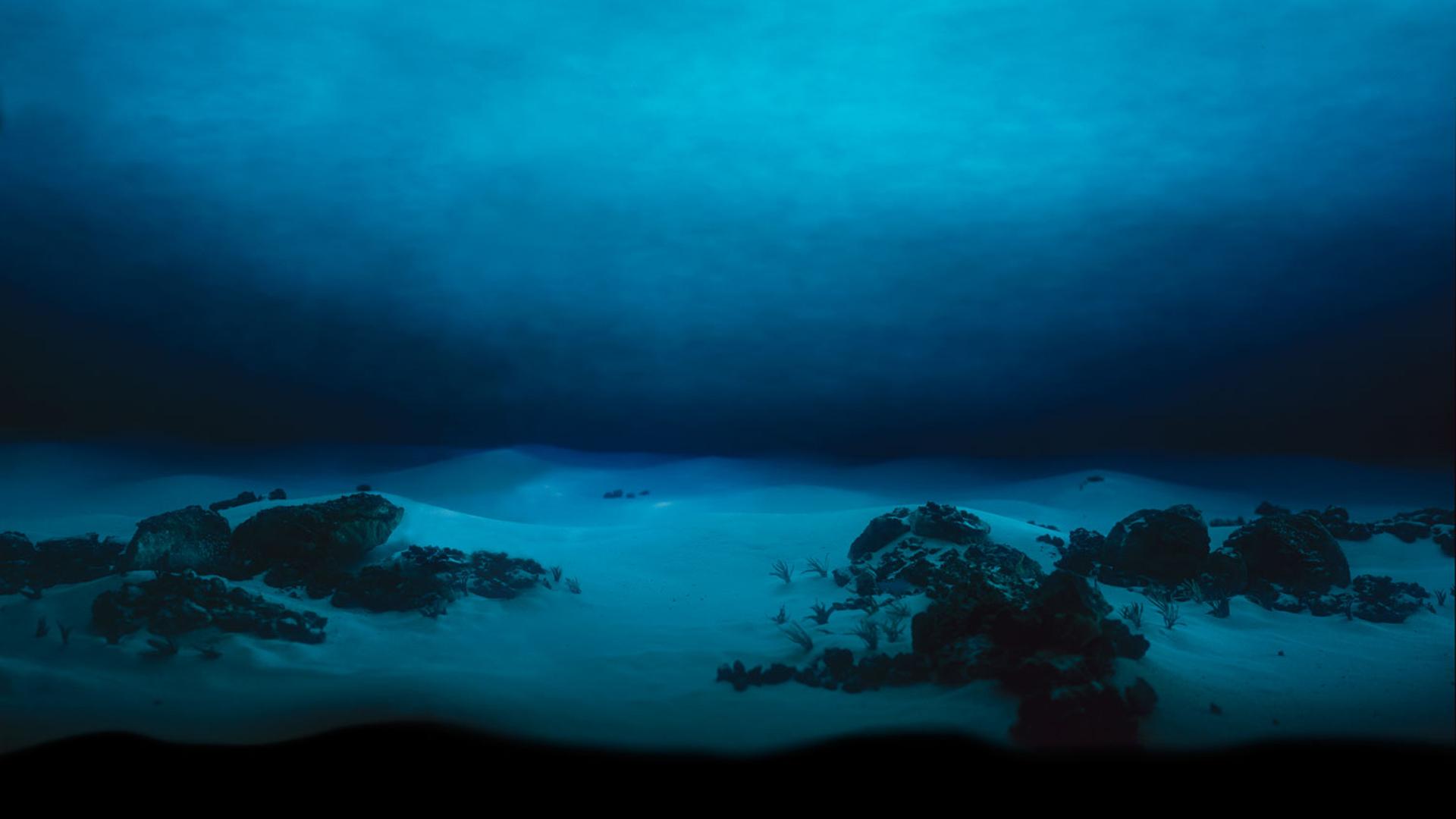Shark After Dark
