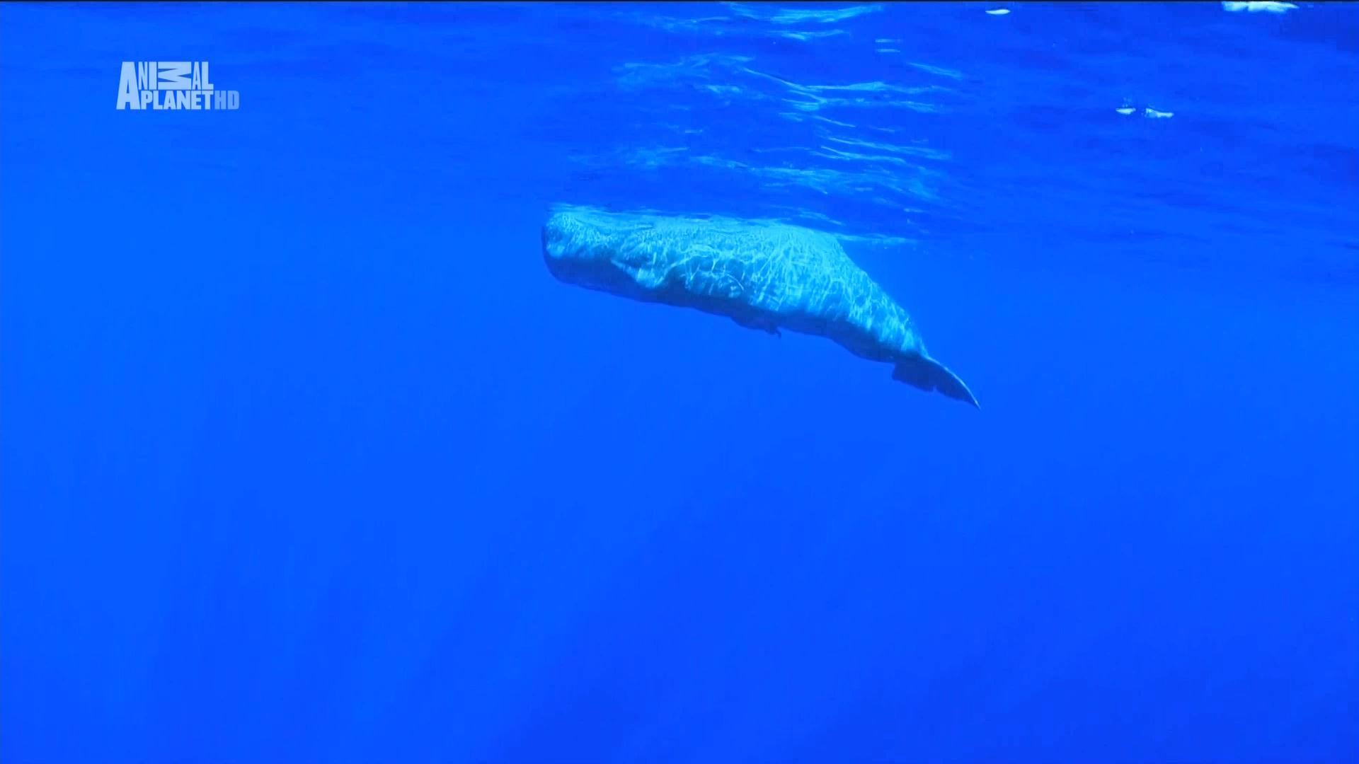 The Magic of the Big Blue