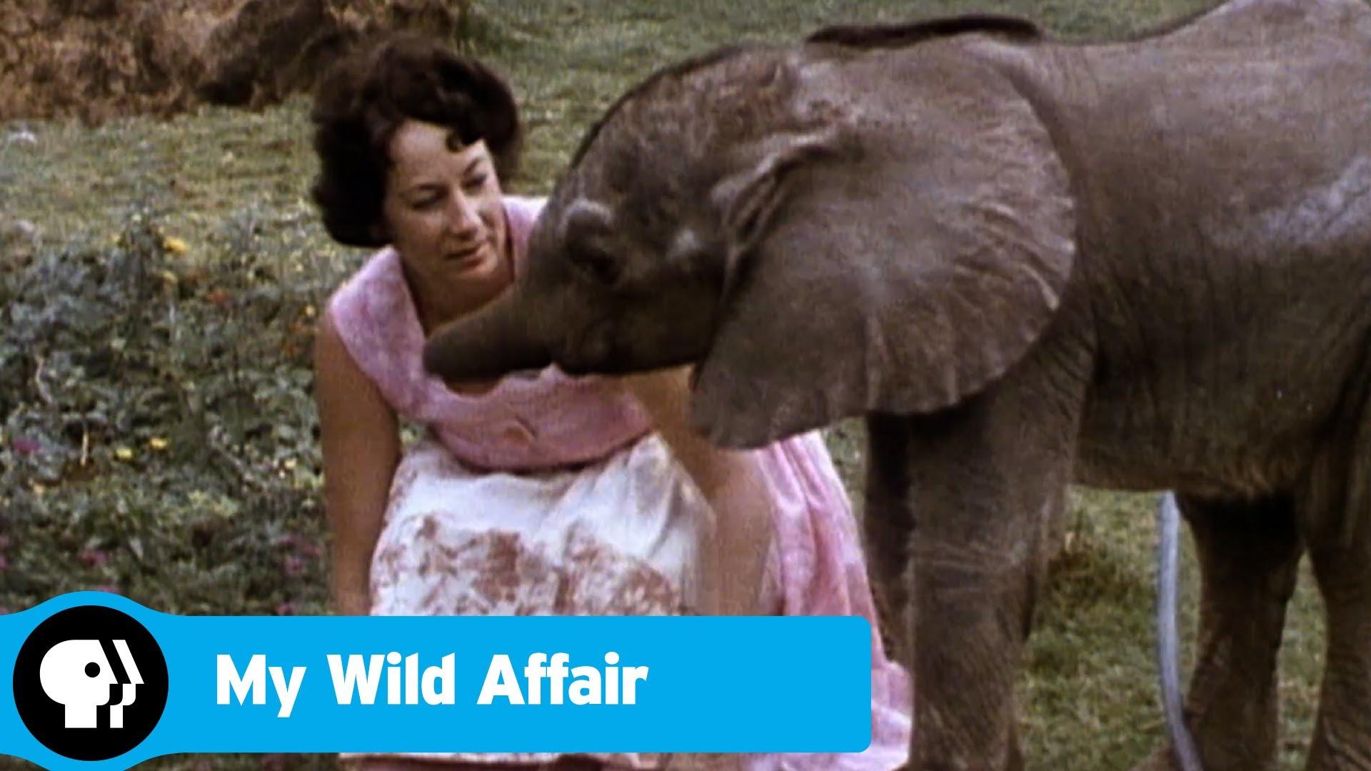 My Wild Affair