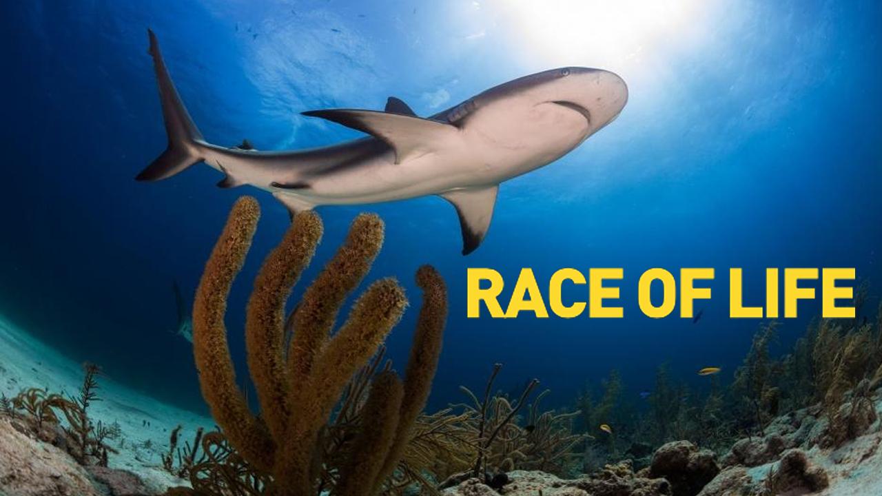 Race of Life