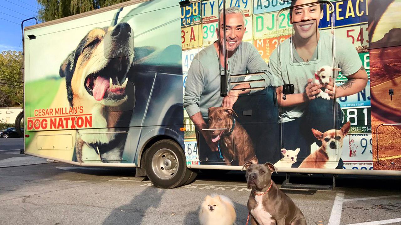 Cesar Millan's Dog Nation