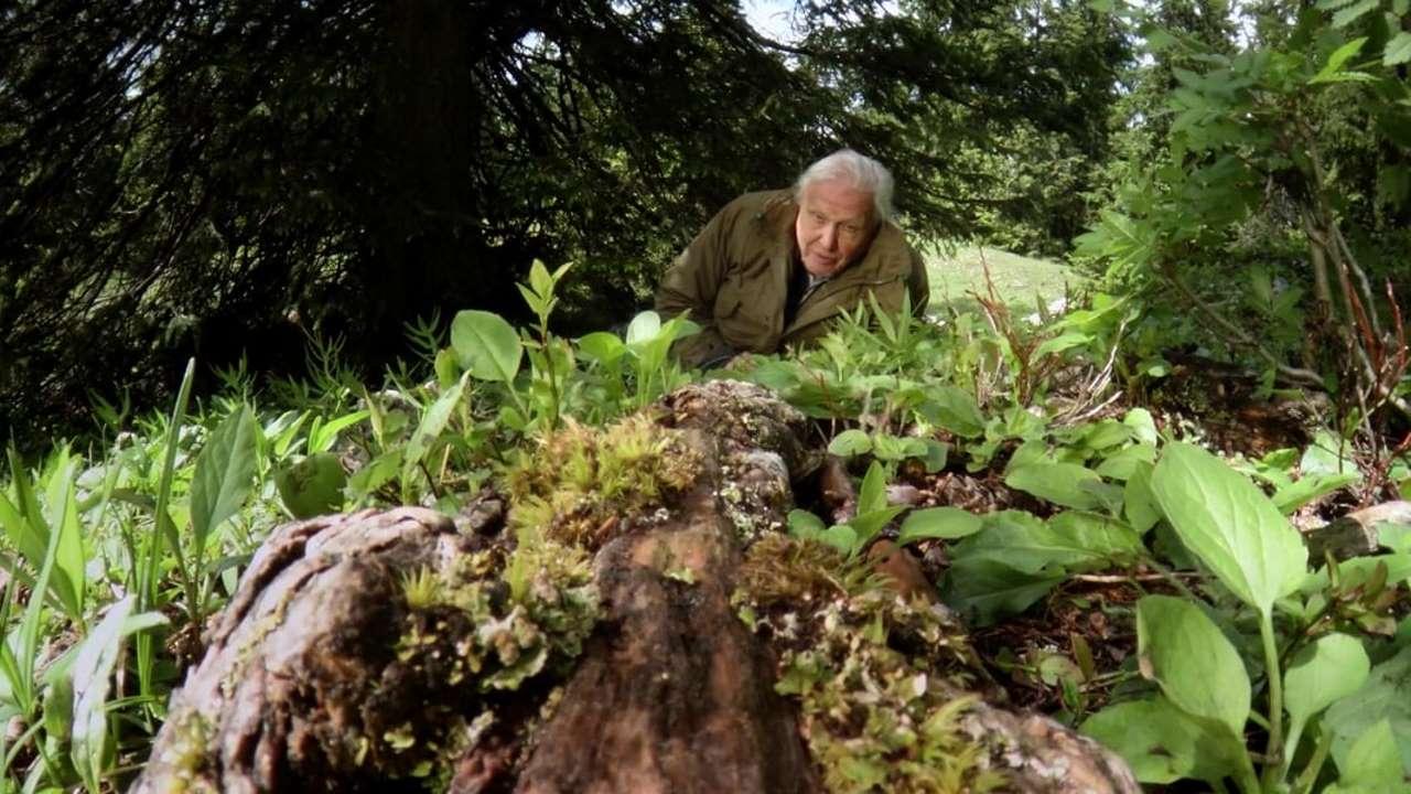 David Attenborough's Ant Mountain