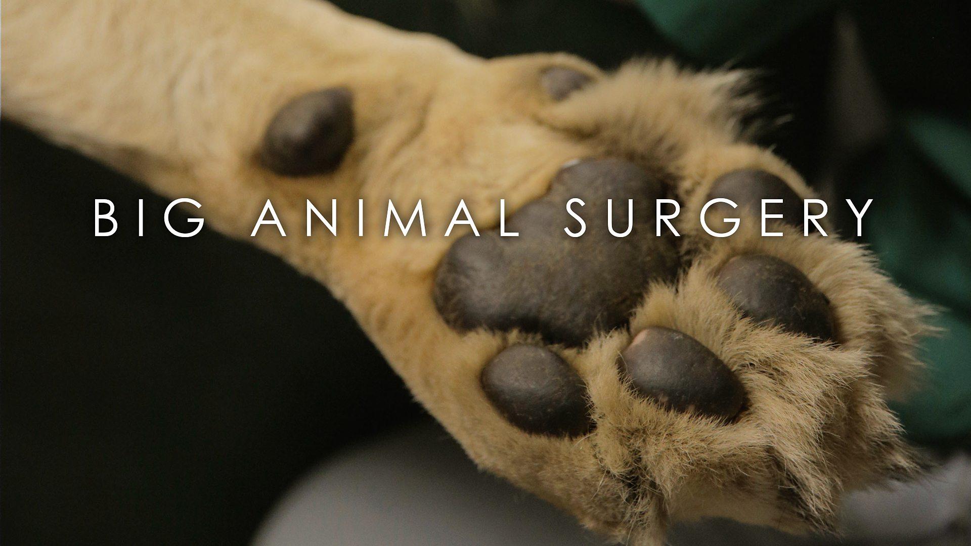 Big Animal Surgery