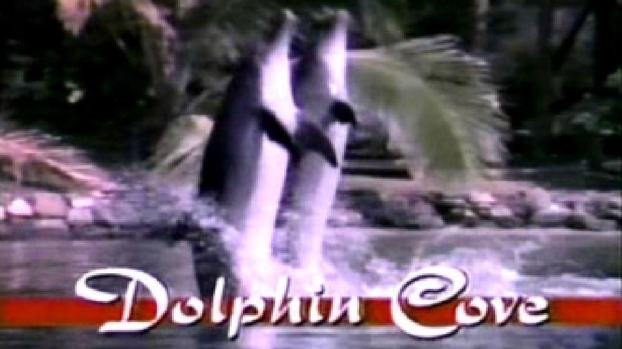 Dolphin Cove