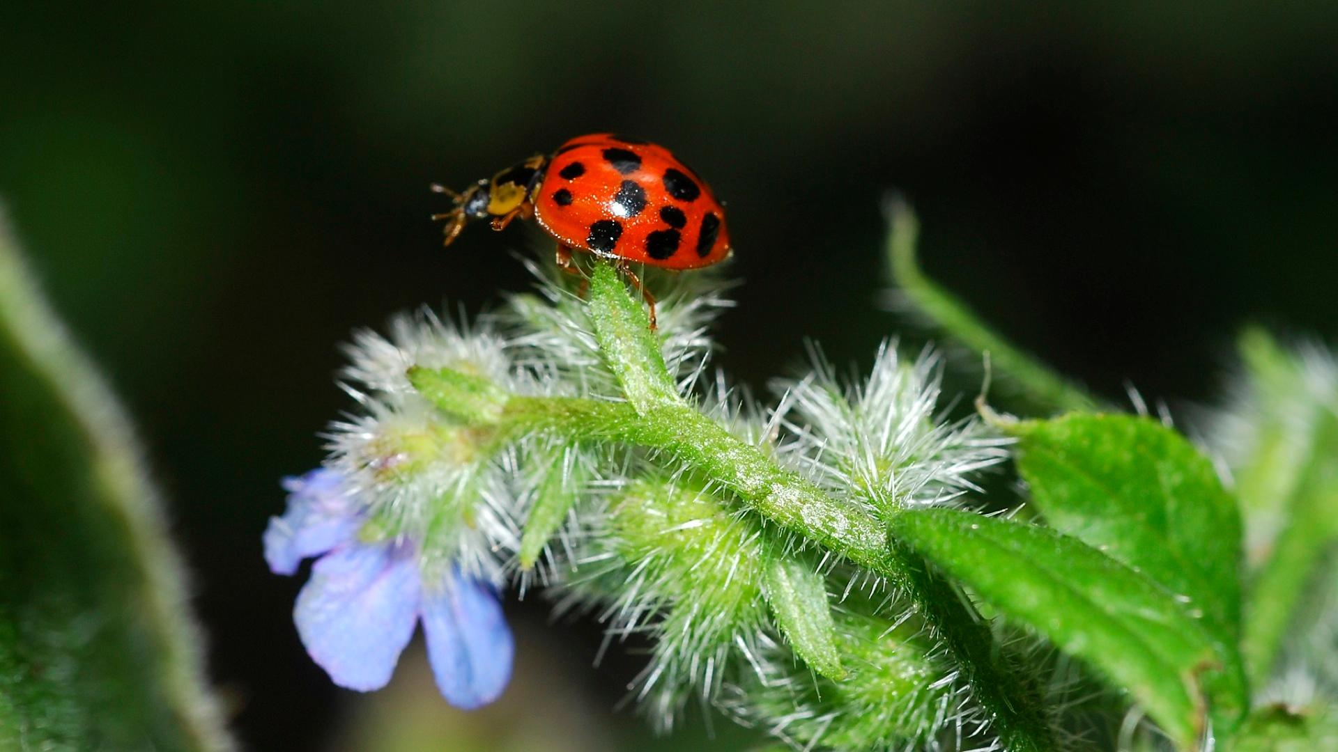 Life in the Undergrowth