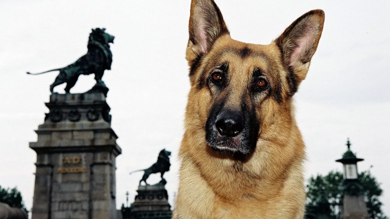 Rex, un policía diferente