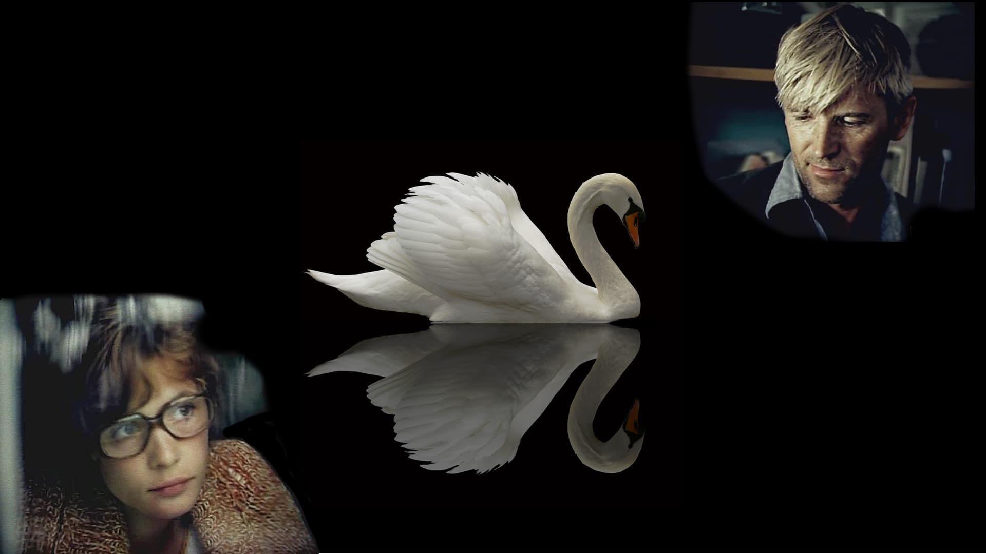 Do Not Shoot at White Swans