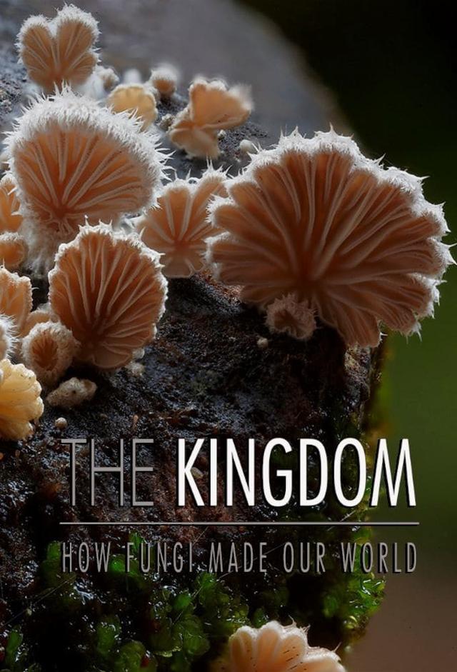 The Kingdom: How Fungi Made Our World