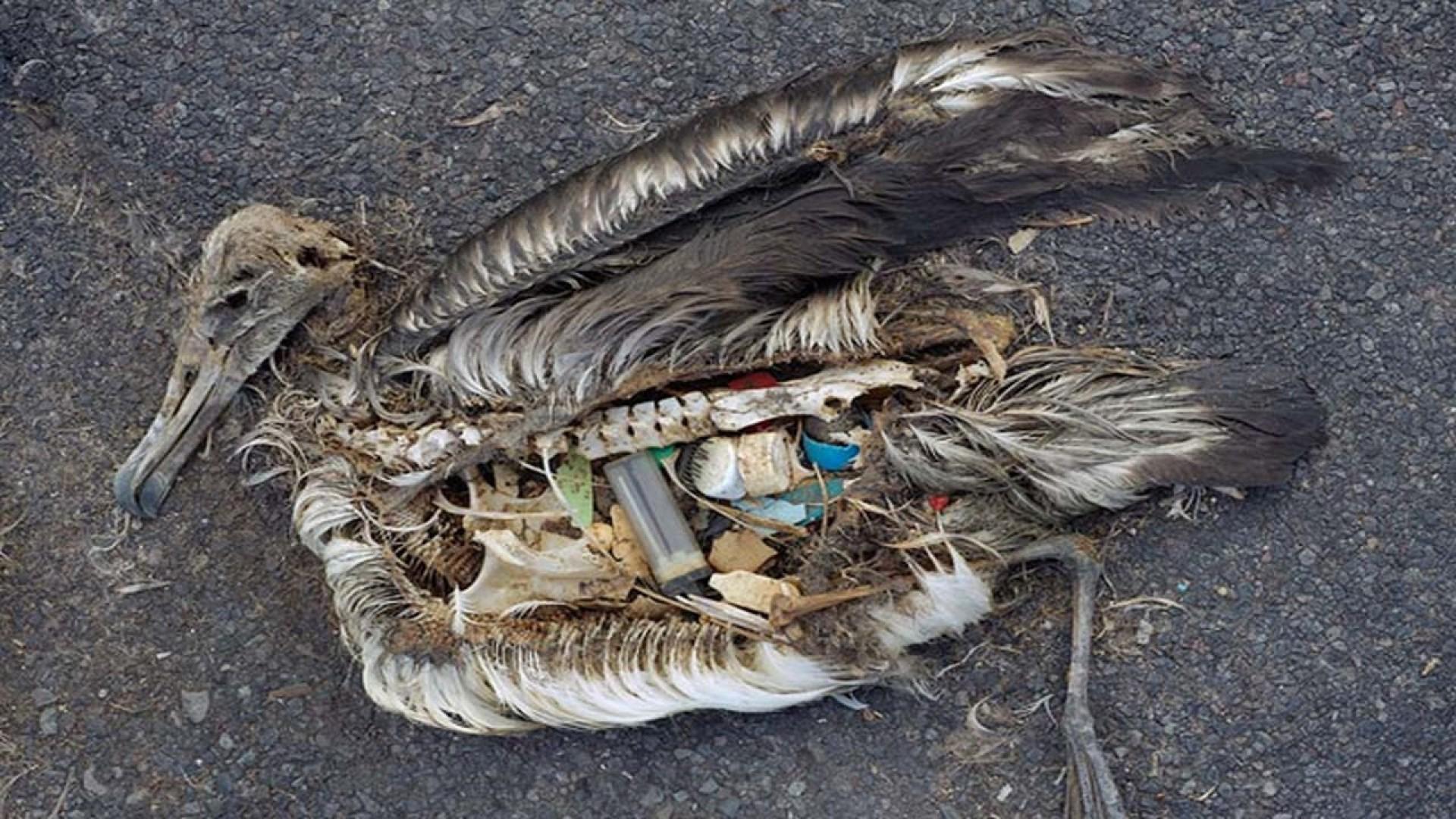 Plastic: The Real Sea Monster