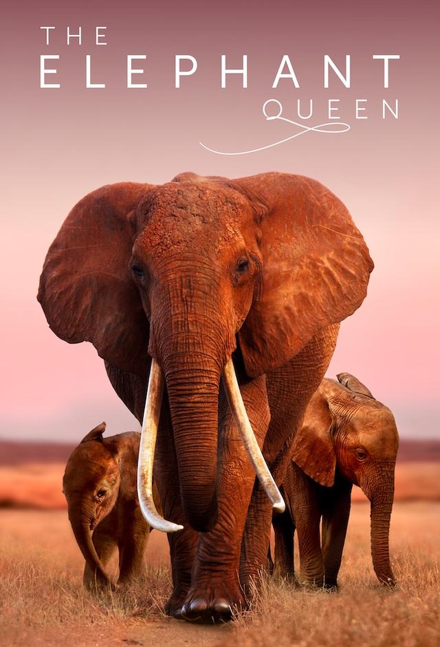 The Elephant Queen