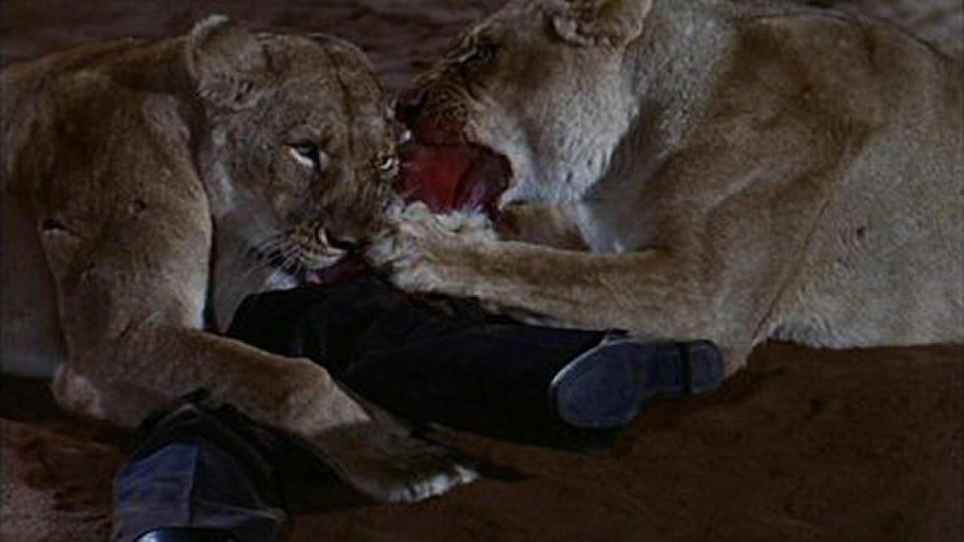 WIld Beasts