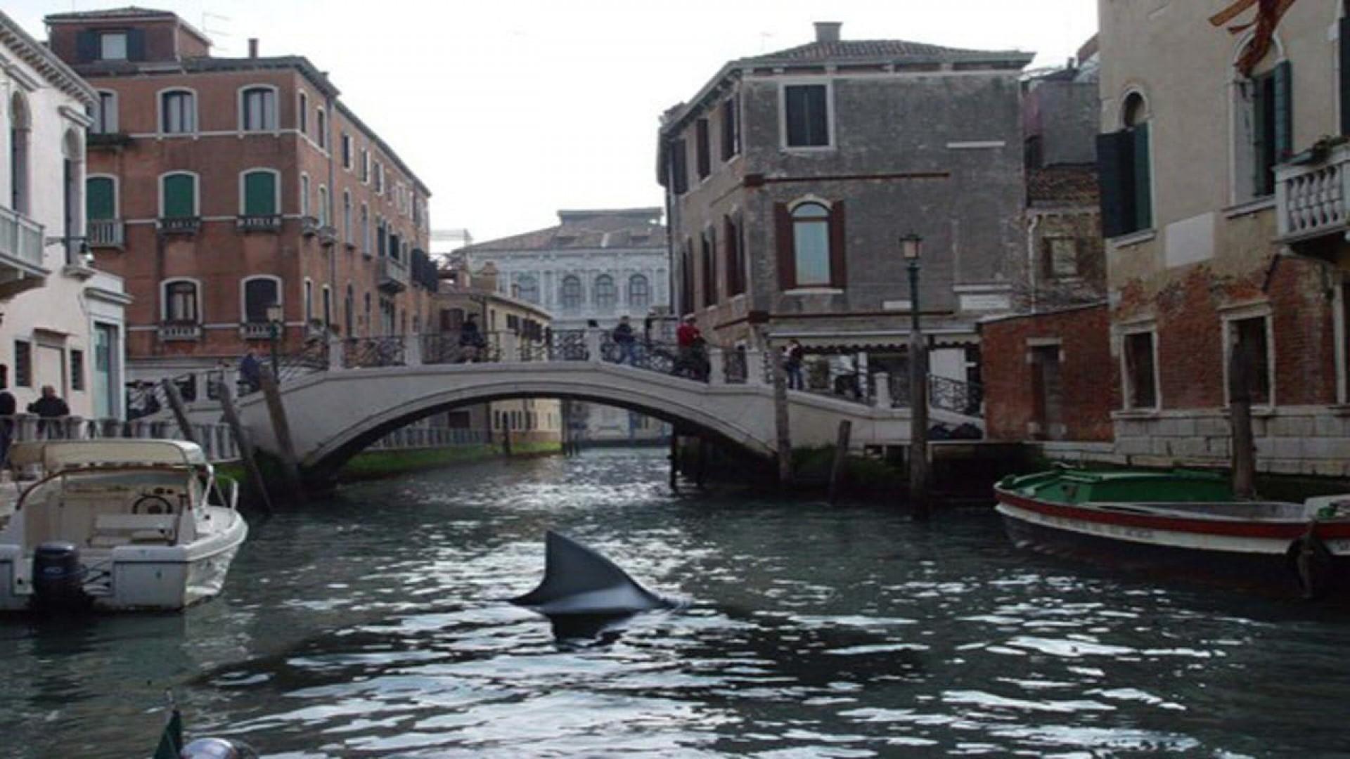 Sharks in Venice