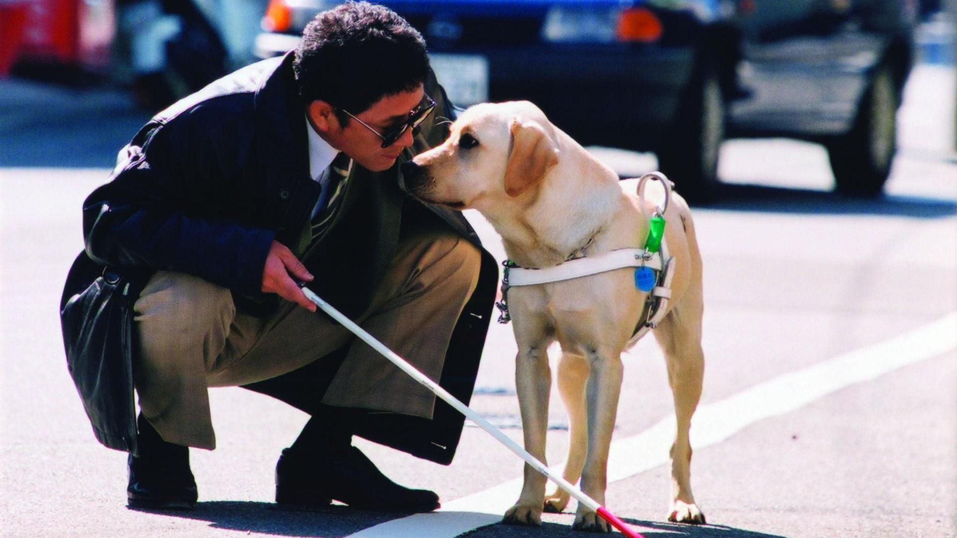 Quill:  The Life of a Guide Dog