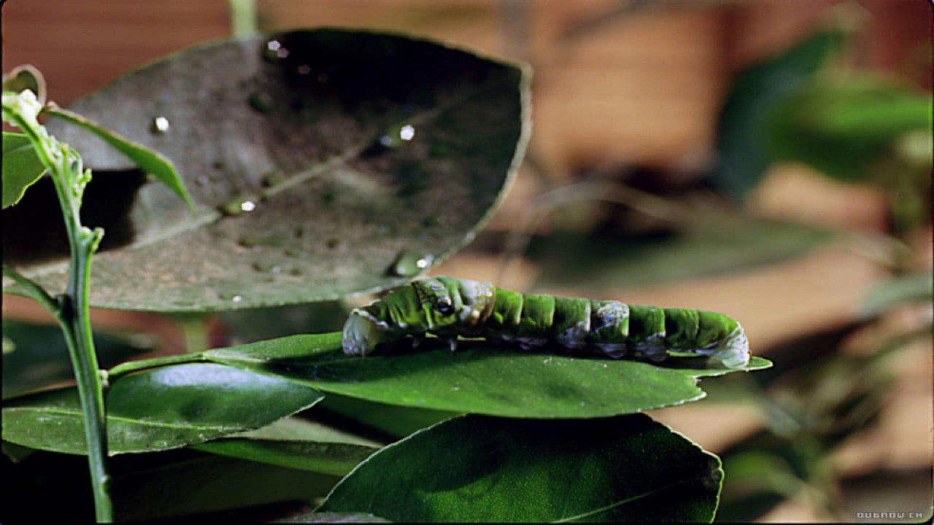 Bugs! Abenteuer Regenwald